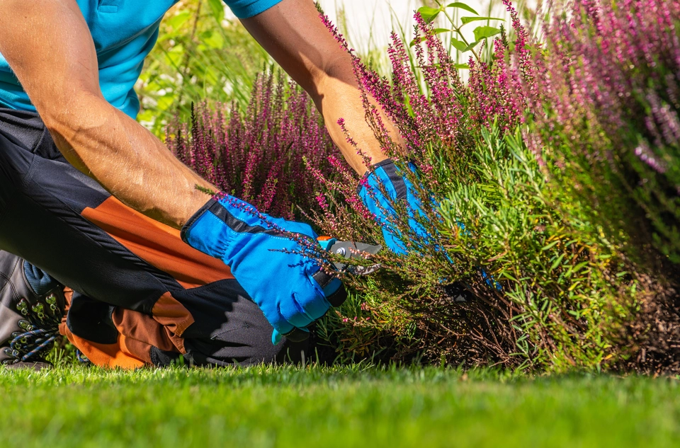 Why Professional Garden Maintenance is Right for You? 