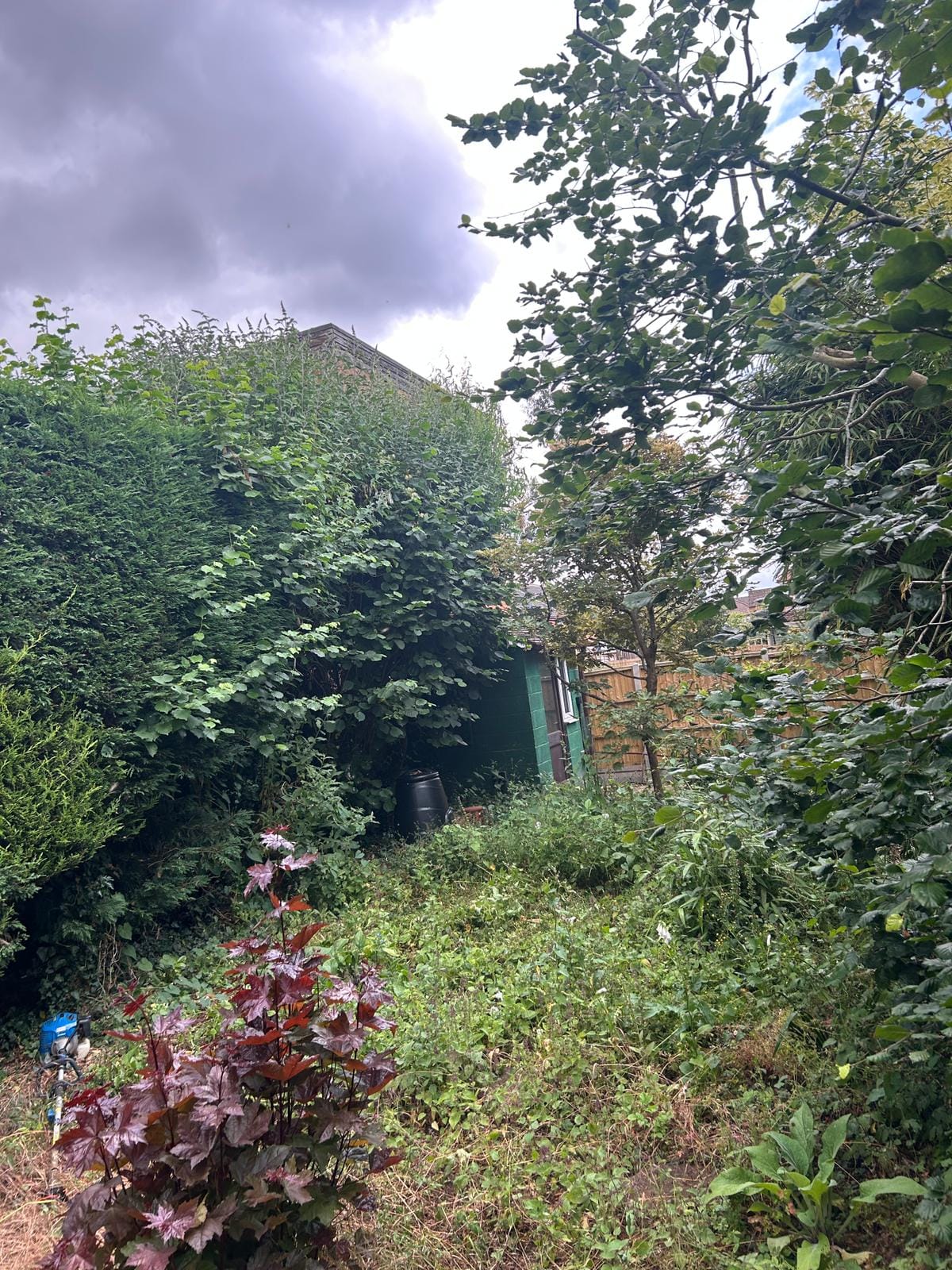 Garden maintenance Kidderminster – hedge cutting and shrub care.