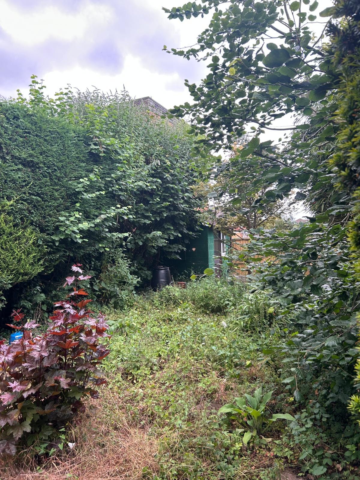 Garden maintenance Kidderminster – hedge cutting and shrub care.